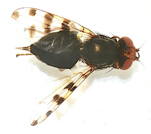 Réf. 299 387 : Ceroxys hortulana